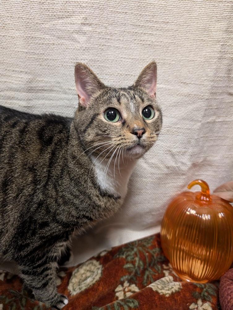 Enlarge Squeaky, a Adoptable mixed breed in Greensboro, NC image 2/5