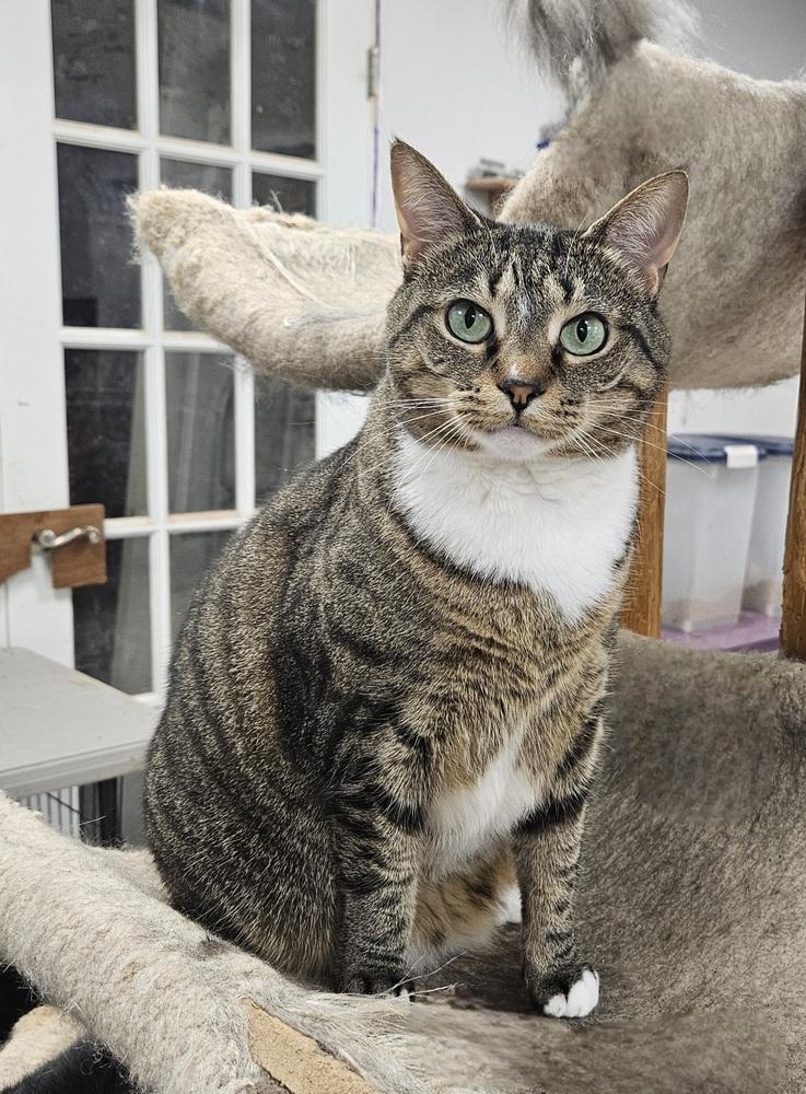 Enlarge Squeaky, a Adoptable mixed breed in Greensboro, NC image 2/3