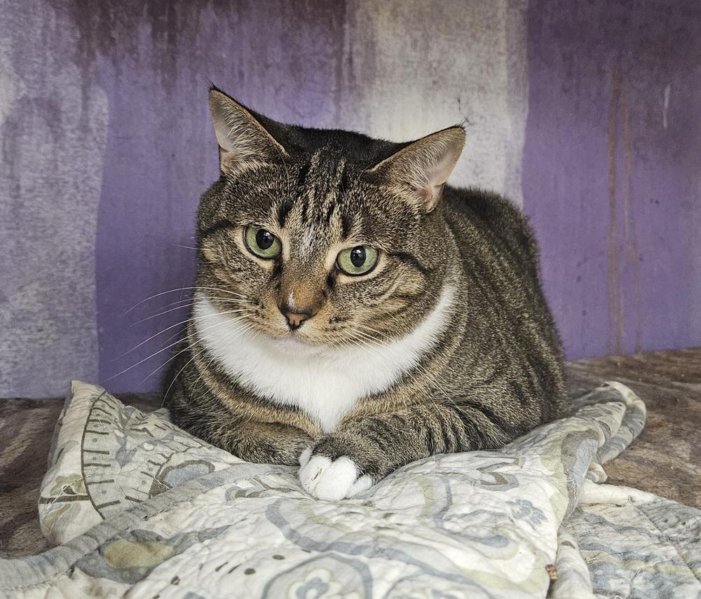 Enlarge Squeaky, a Adoptable mixed breed in Greensboro, NC image 3/3