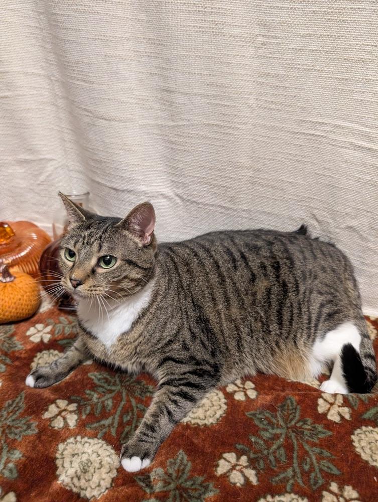 Enlarge Squeaky, a Adoptable mixed breed in Greensboro, NC image 5/5