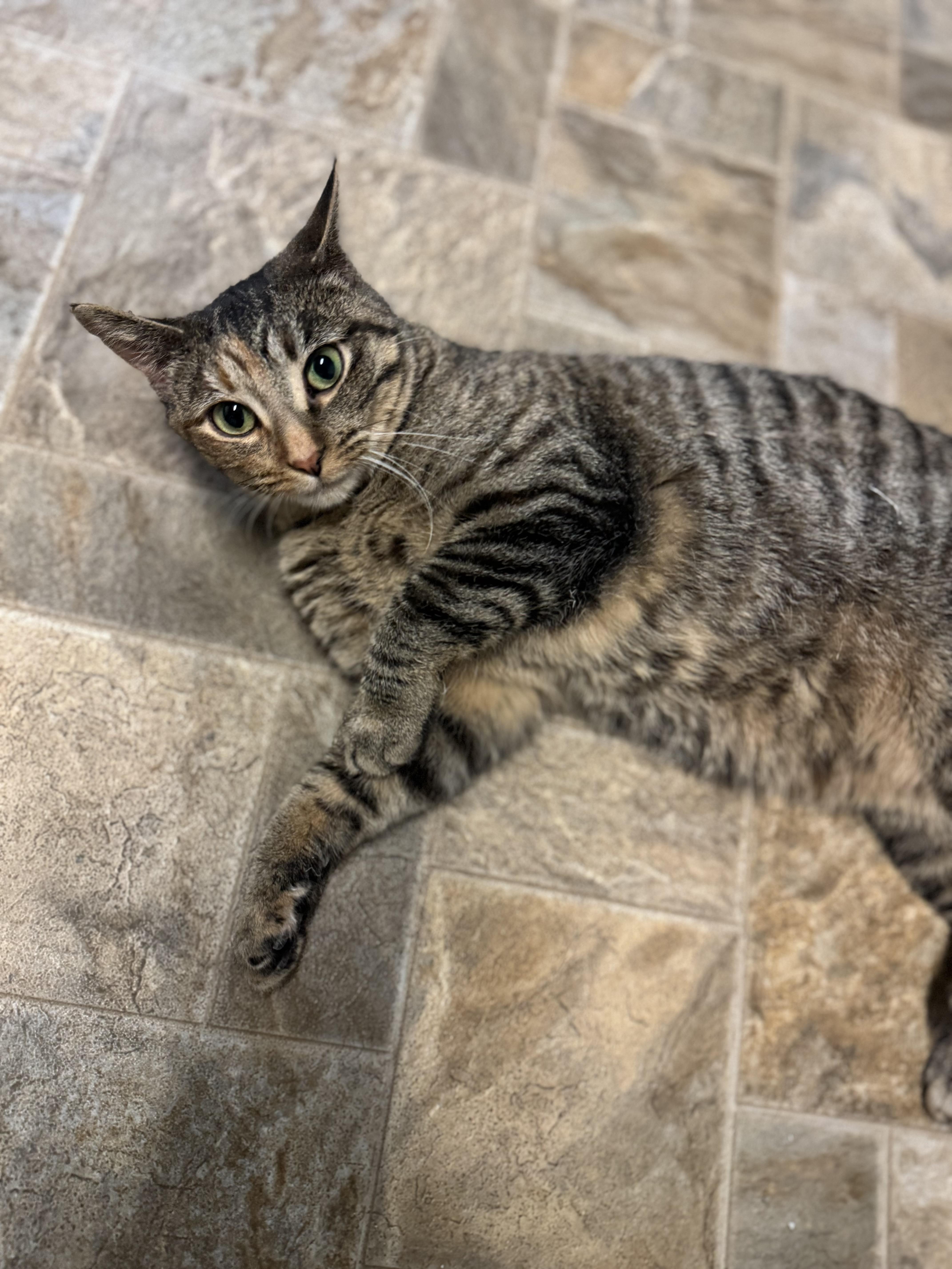 Cornbread, ADOPTABLE, Adult Female Domestic Short Hair.