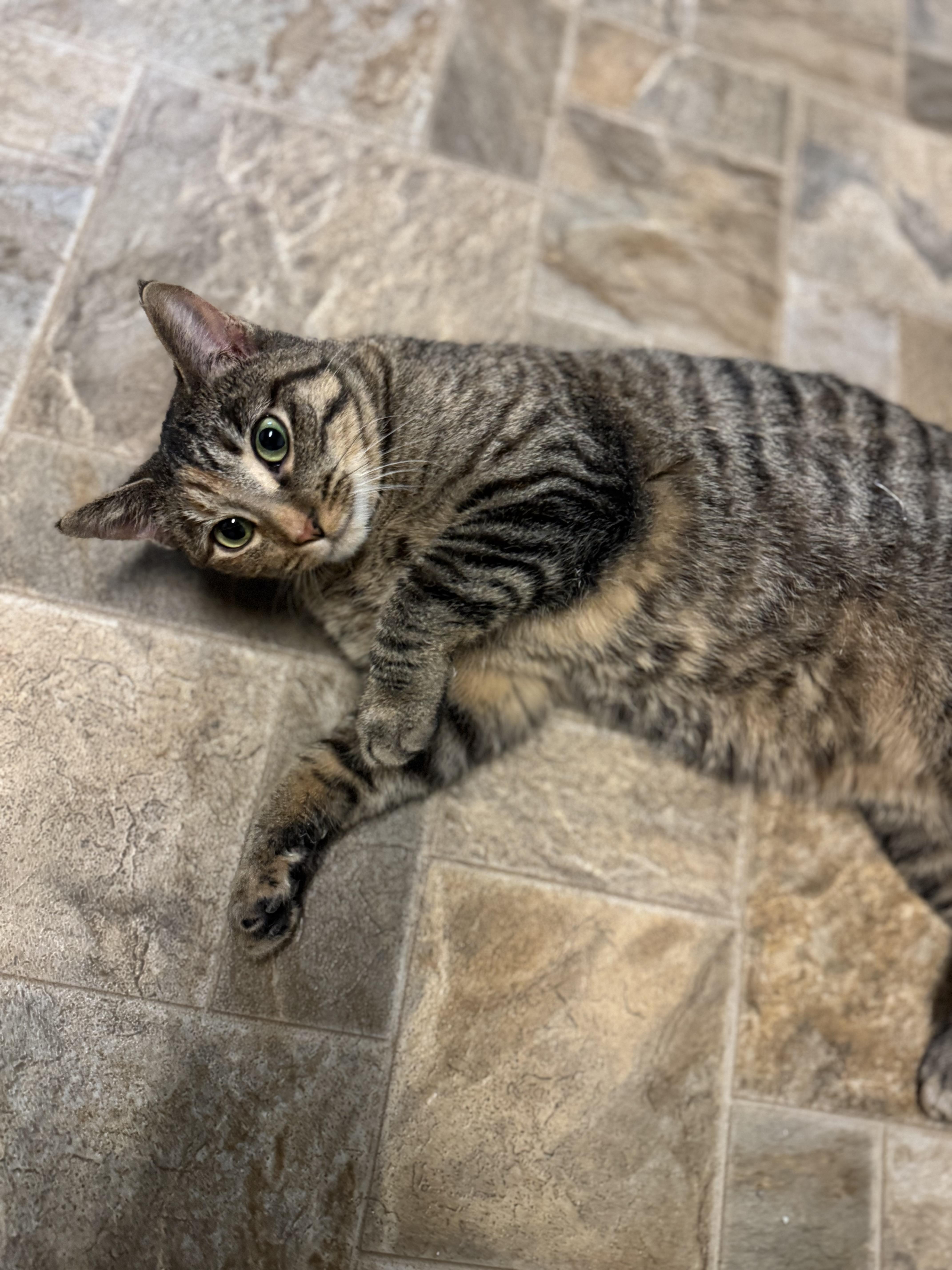 Cornbread, a ADOPTABLE Domestic Short Hair in Dodgeville, WI image 3/3