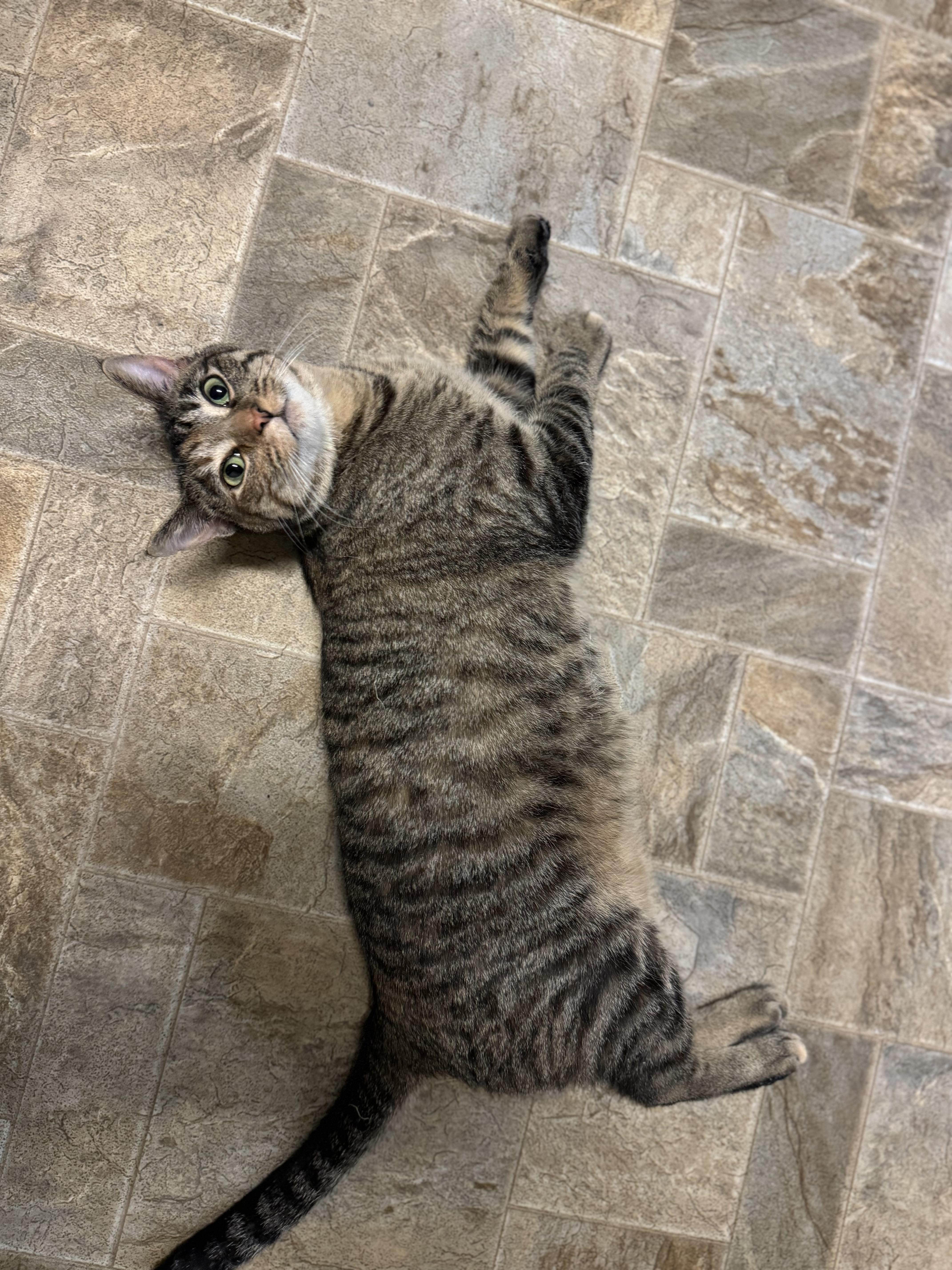 Cornbread, a ADOPTABLE Domestic Short Hair in Dodgeville, WI image 2/3