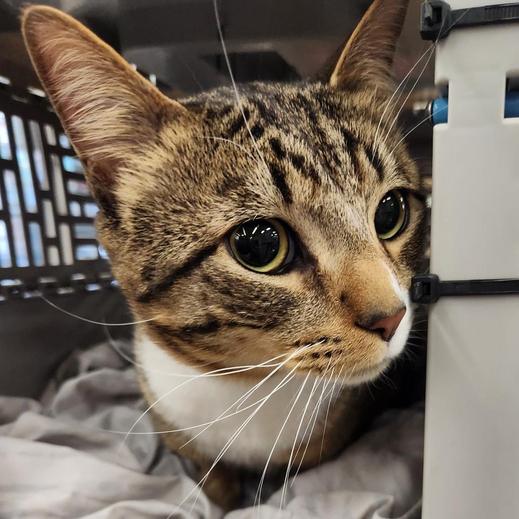 Enlarge Churro Anderson, a Adoptable Domestic Short Hair in Las Vegas, NV image 2/3