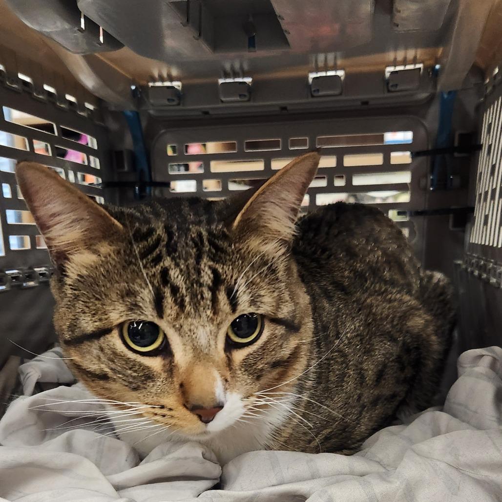 Enlarge Churro Anderson, a Adoptable Domestic Short Hair in Las Vegas, NV image 3/3