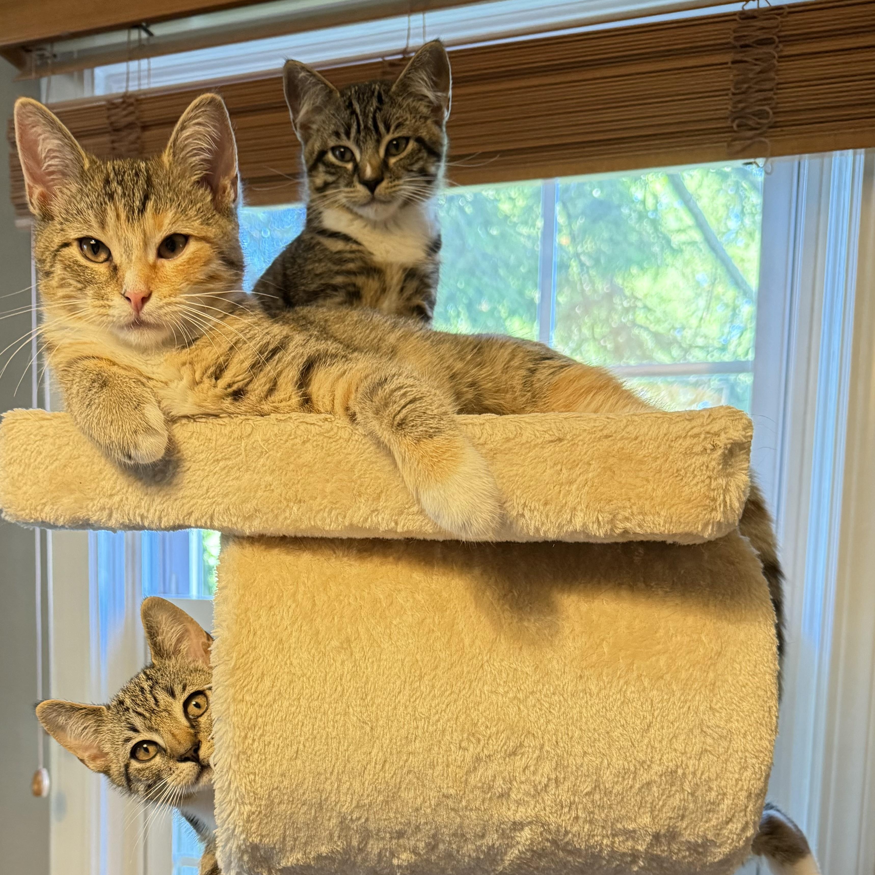 WREN, a ADOPTABLE Domestic Short Hair in Hamilton, NJ image 6/6