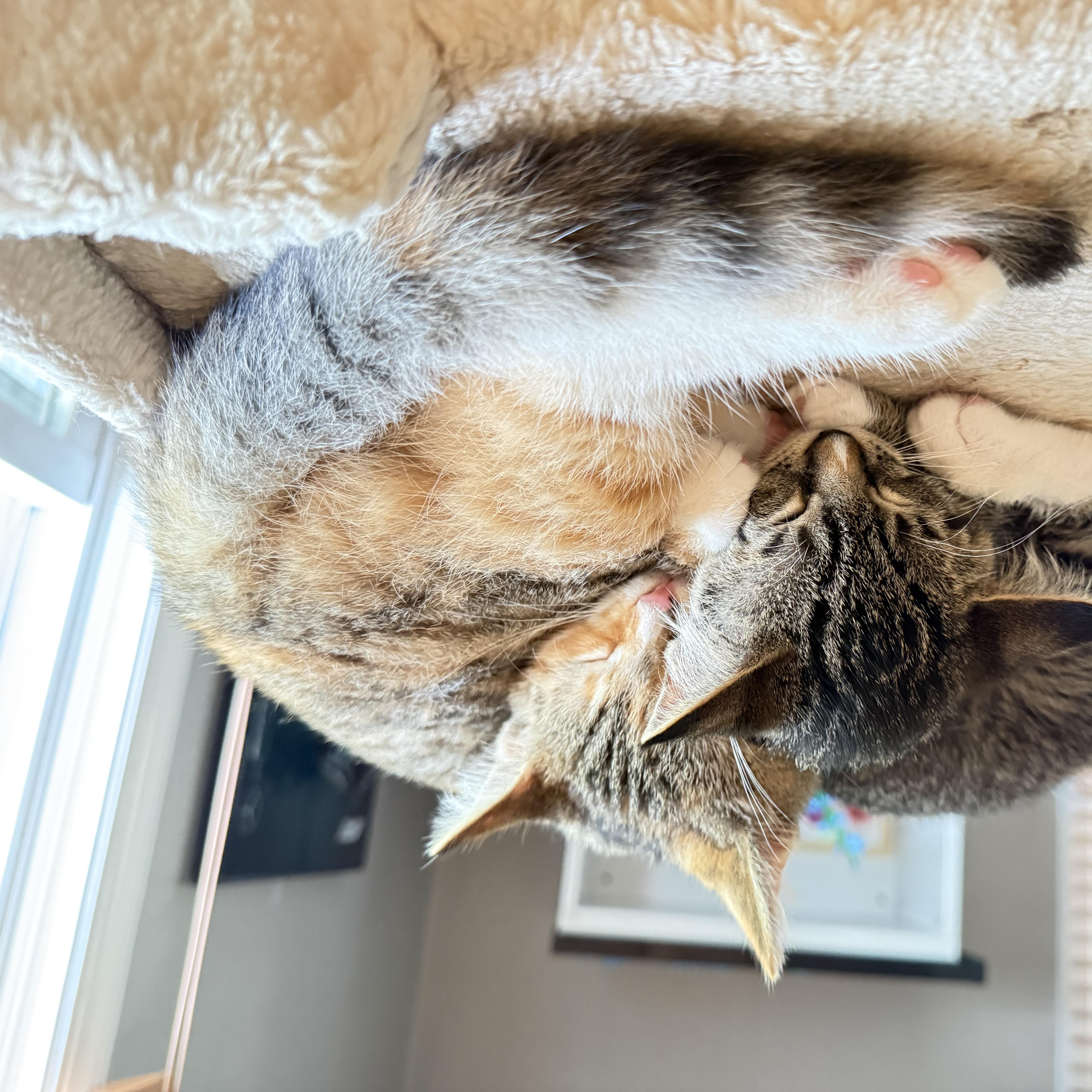 WREN, a ADOPTABLE Domestic Short Hair in Hamilton, NJ image 4/6