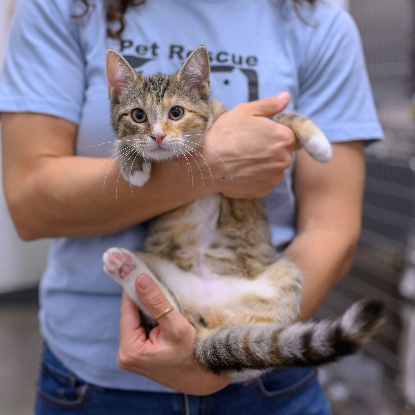 WREN, a ADOPTABLE Domestic Short Hair in Hamilton, NJ image 2/6