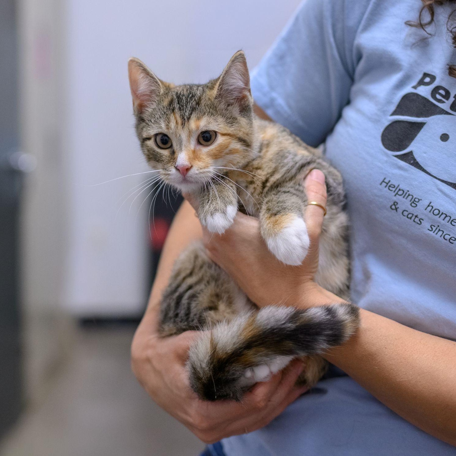 WREN, a ADOPTABLE Domestic Short Hair in Hamilton, NJ image 3/6