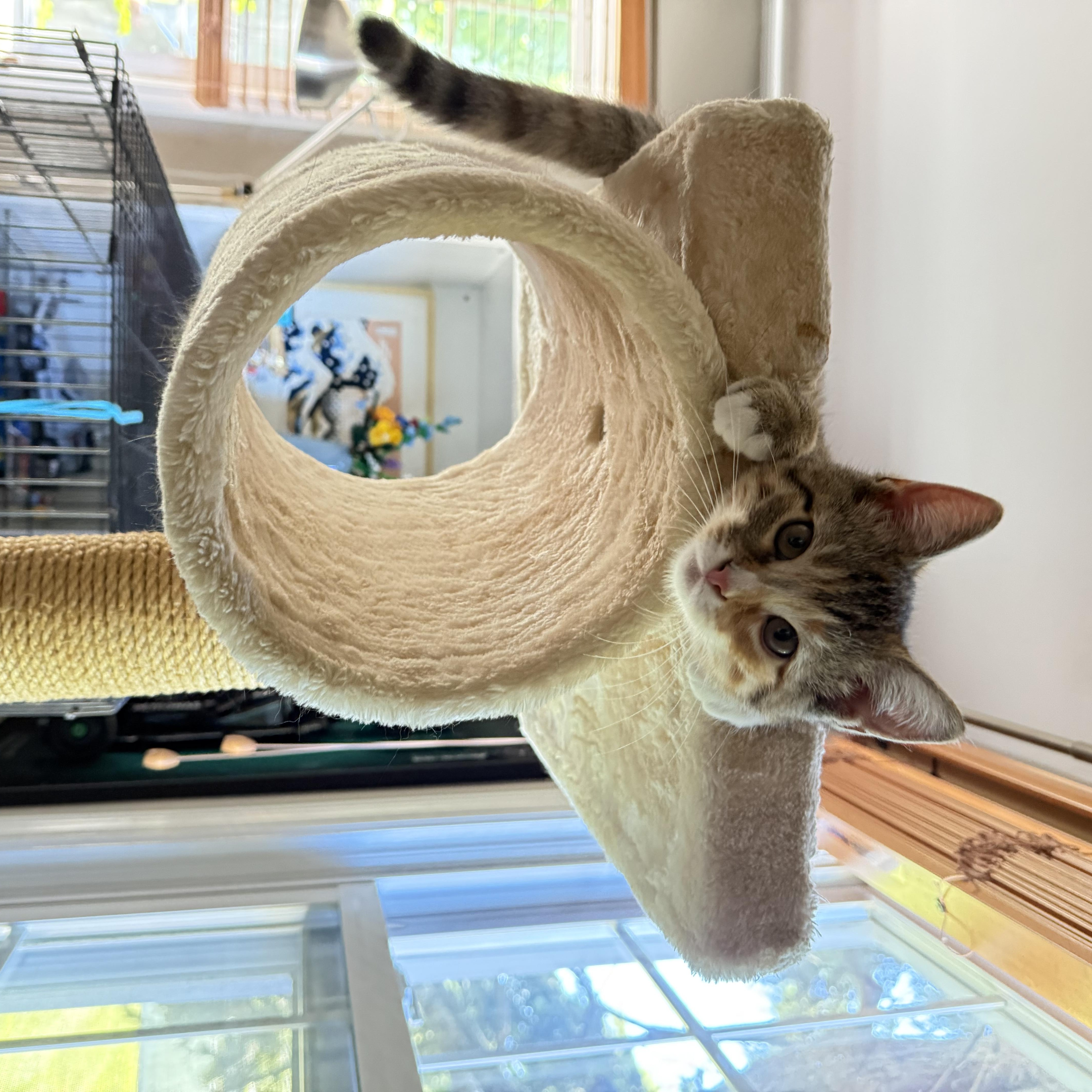 WREN, a ADOPTABLE Domestic Short Hair in Hamilton, NJ image 5/6