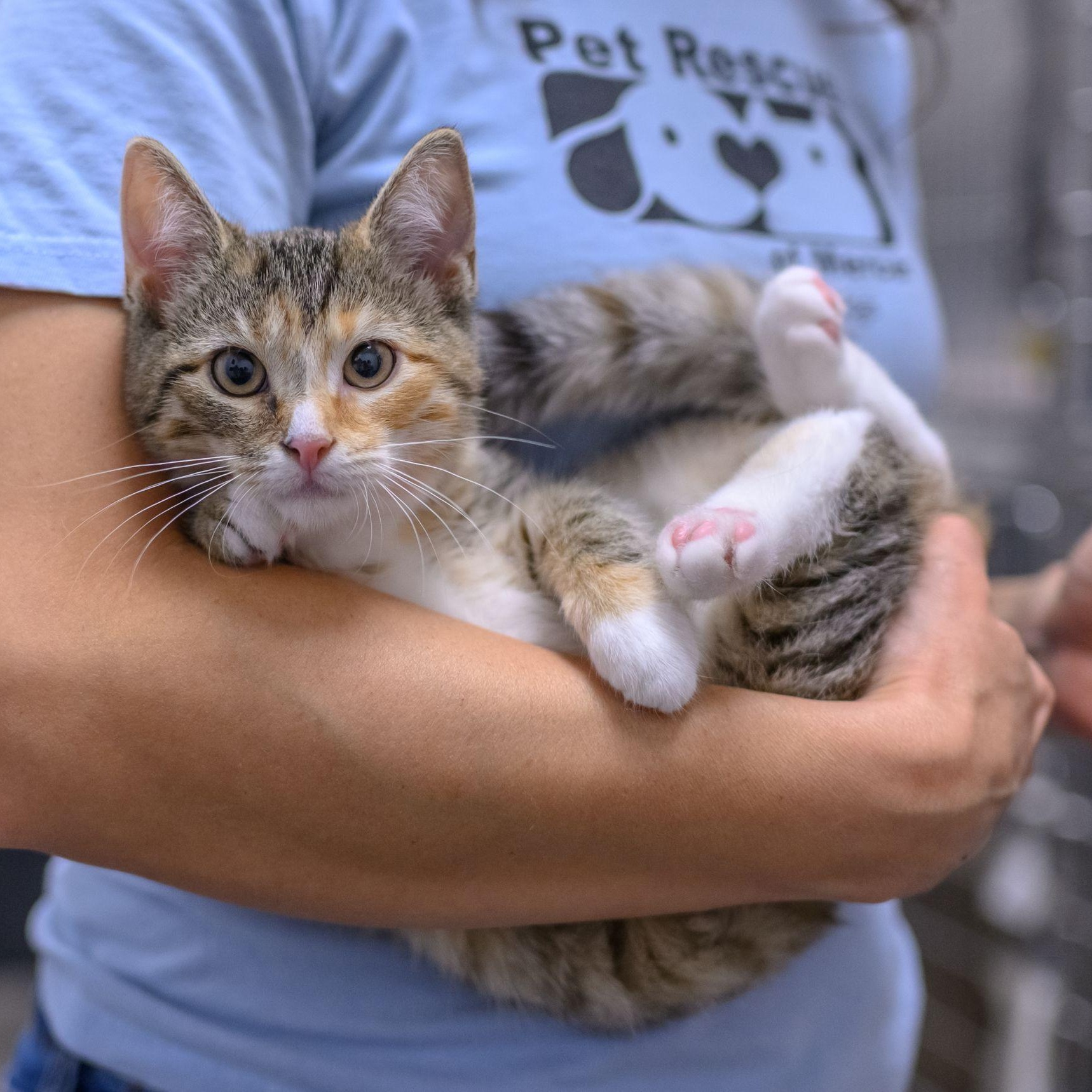 WREN, ADOPTABLE, Kitten Female Domestic Short Hair.