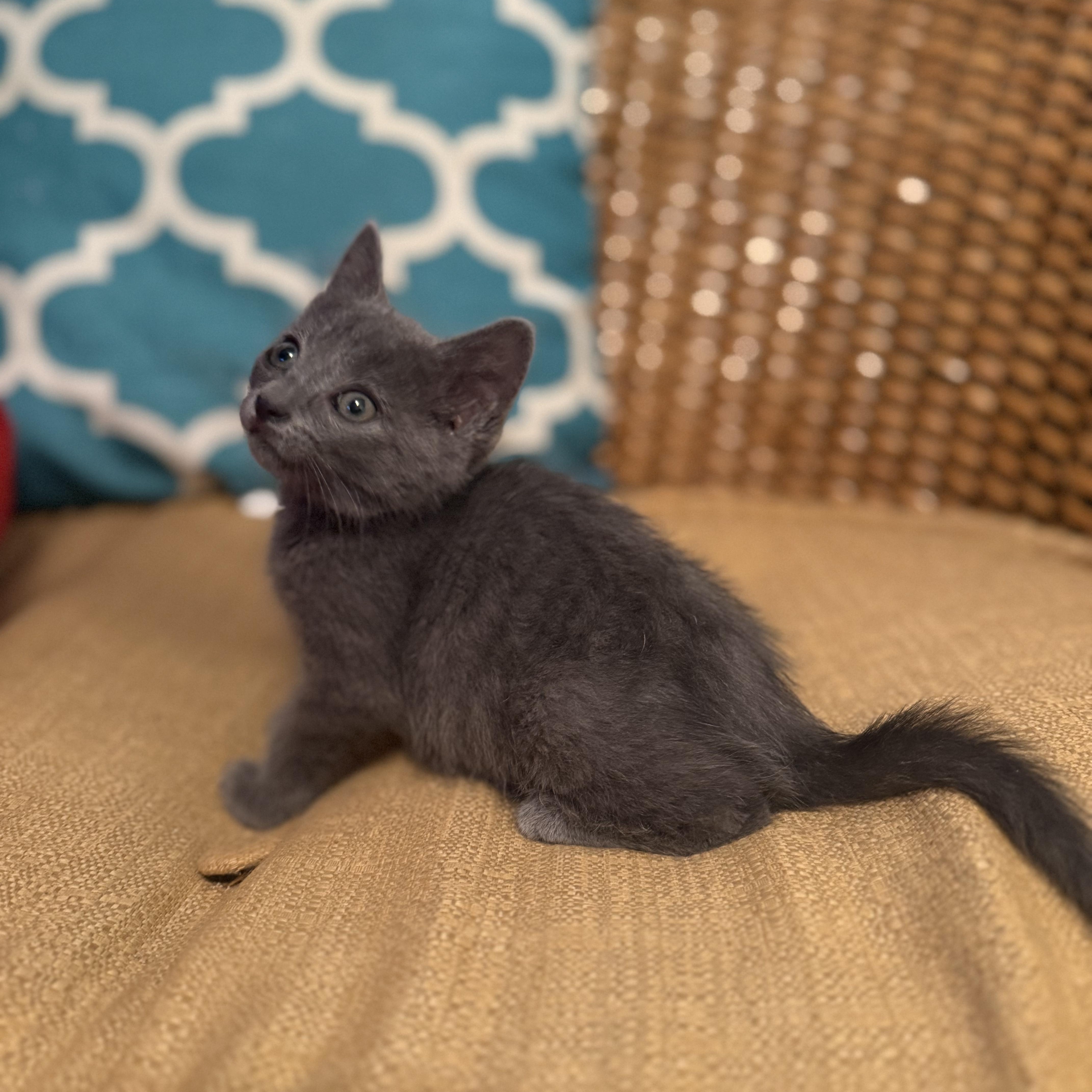 Misty, a Adoptable mixed breed in Moriches, NY image 3/3