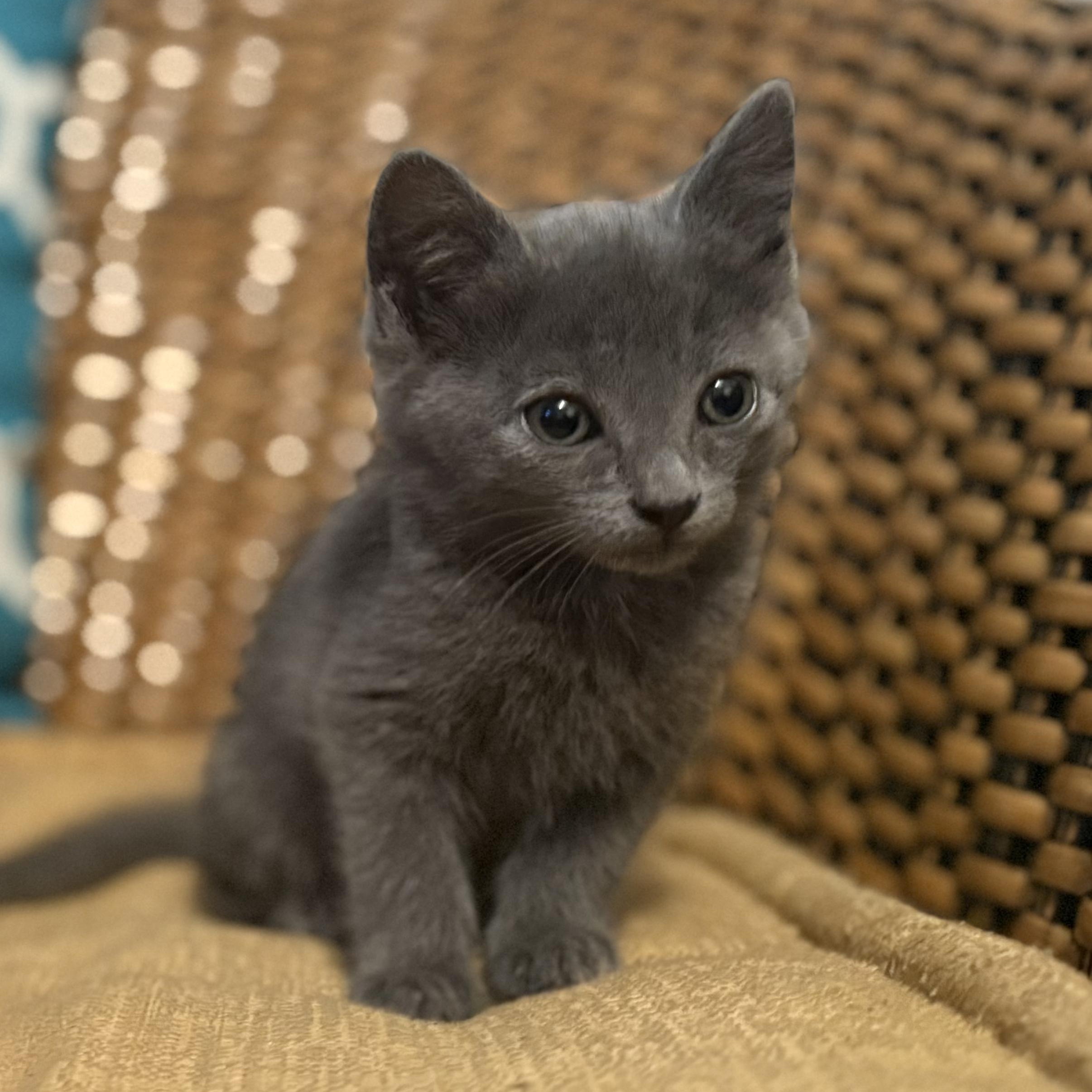 Misty, a Adoptable mixed breed in Moriches, NY image 1/3