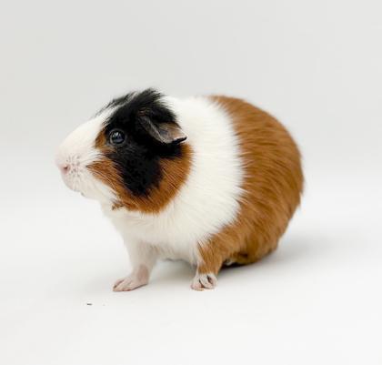 Enlarge Dumbledore & DJ, a Adoptable mixed breed in Bowling Green, KY image 1/3