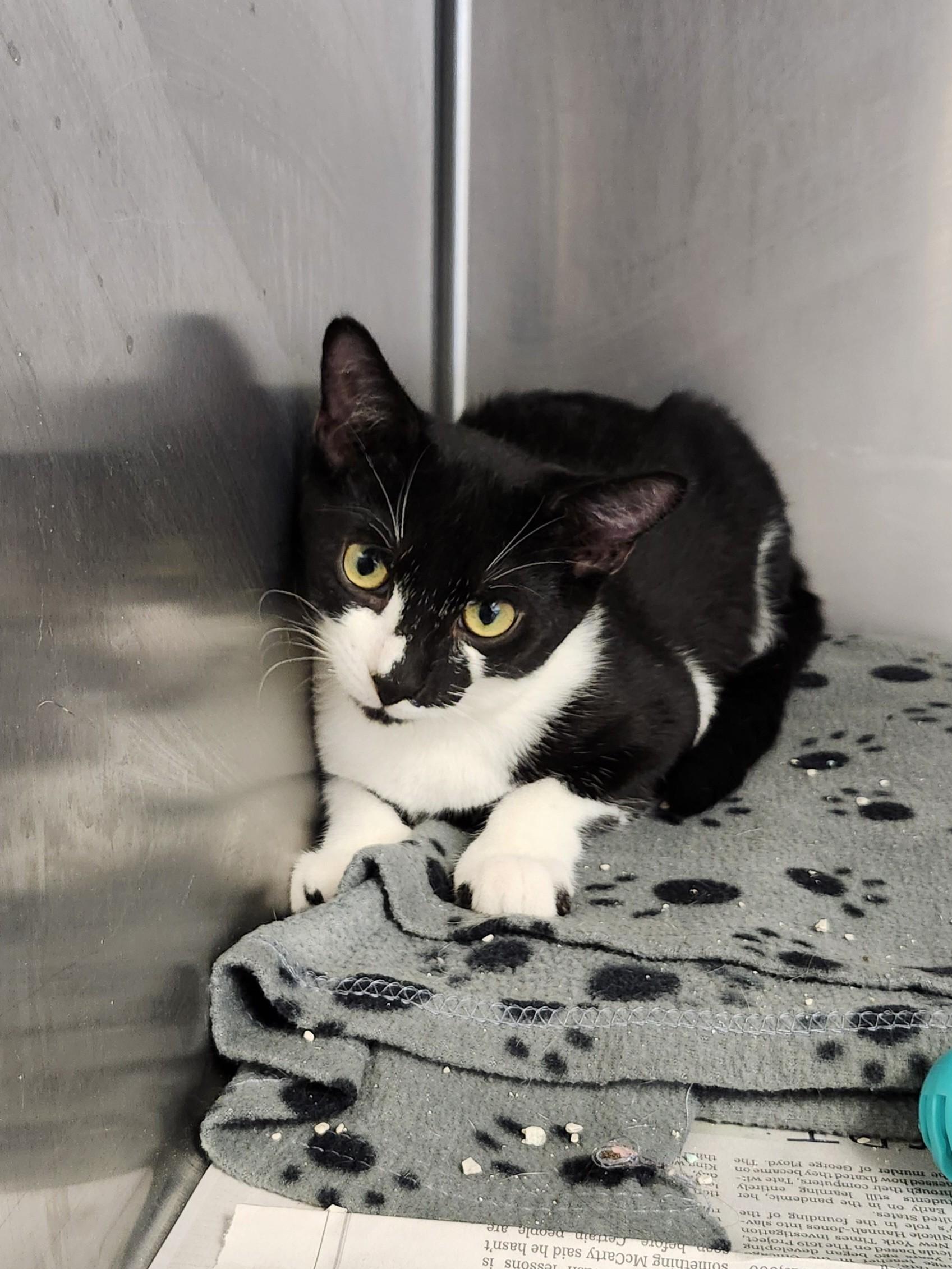 Parmesan, Adoptable, Kitten Male Domestic Short Hair.