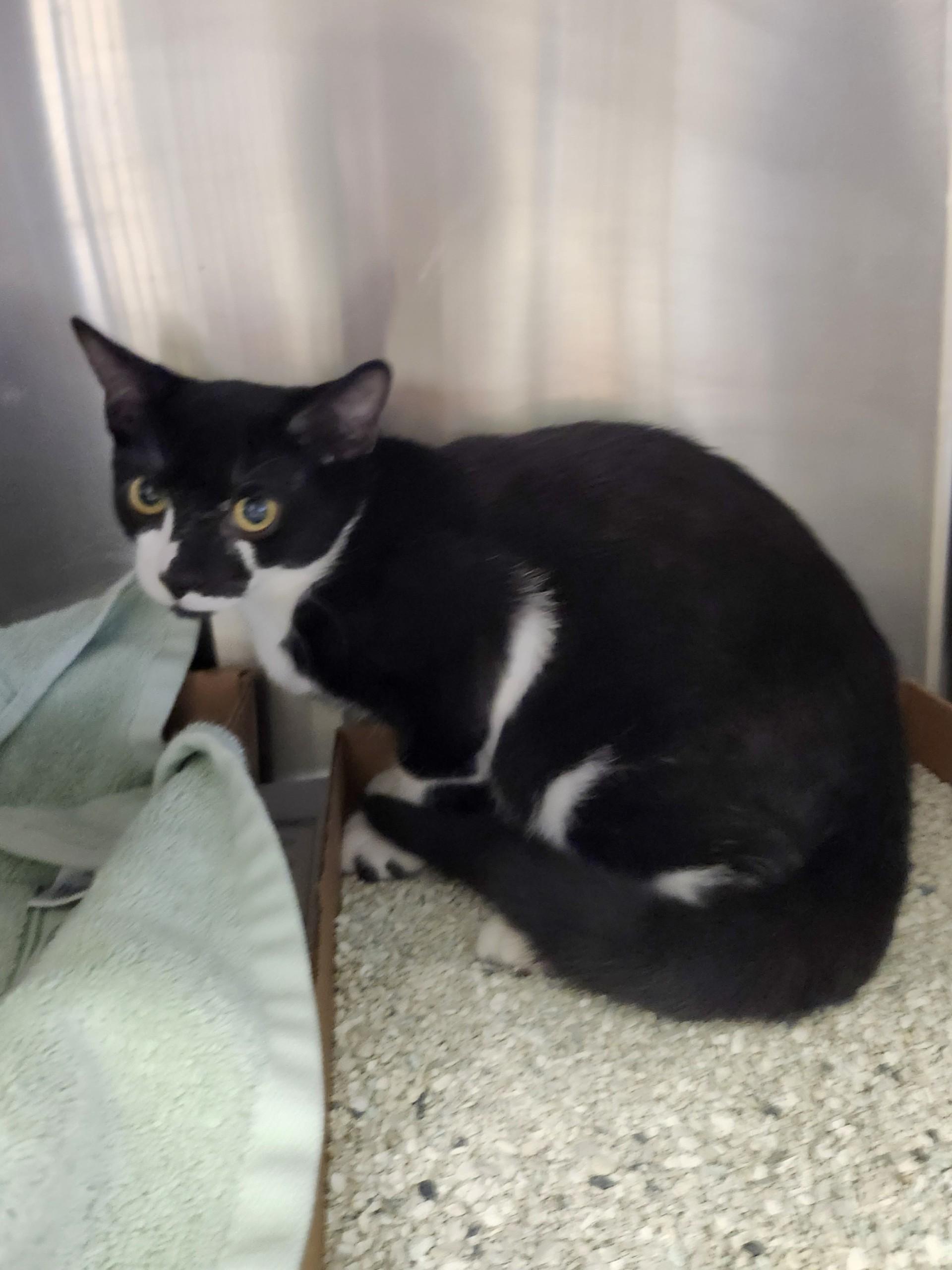 Enlarge Parmesan, a Adoptable Domestic Short Hair in Sayreville, NJ image 3/3