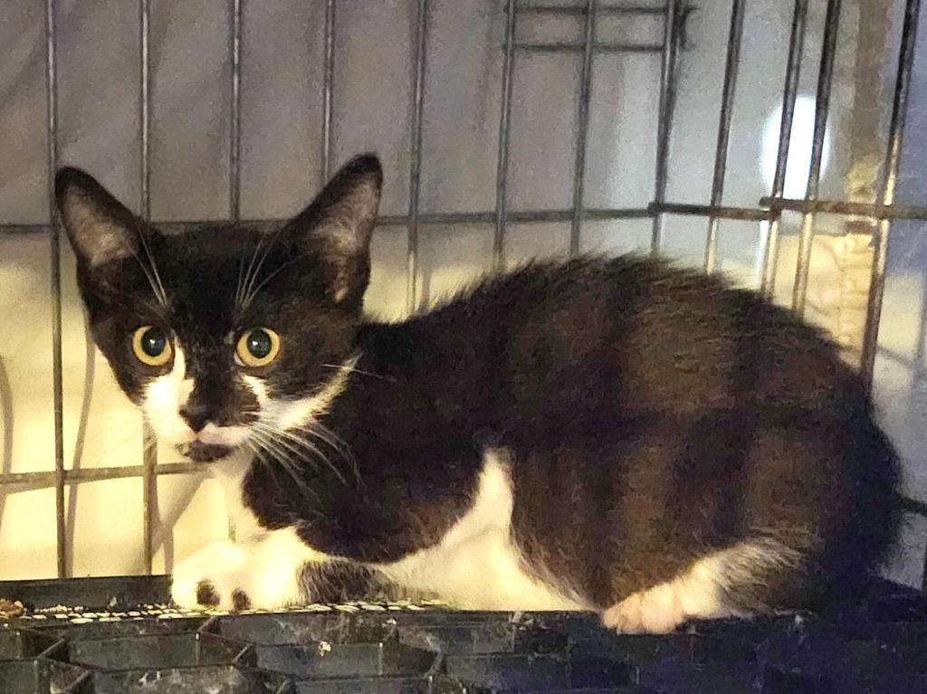 Parmesan, Adoptable, Kitten Male Domestic Short Hair.