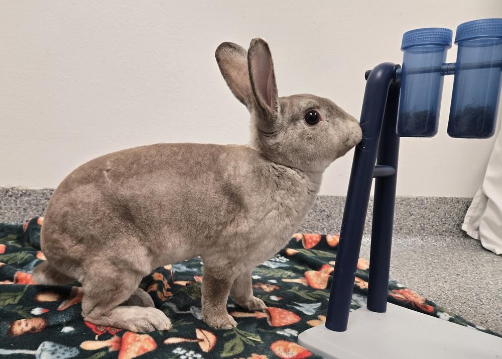 Prancer, Adoptable, Young Male Rex.