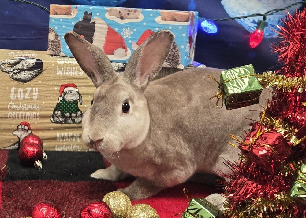 Enlarge Prancer, a Adoptable Rex in Westford, MA image 1/5