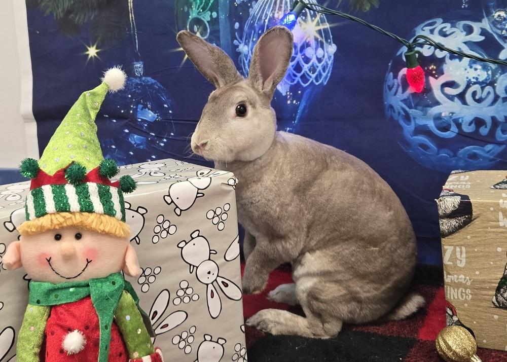 Enlarge Prancer, a Adoptable Rex in Westford, MA image 2/5