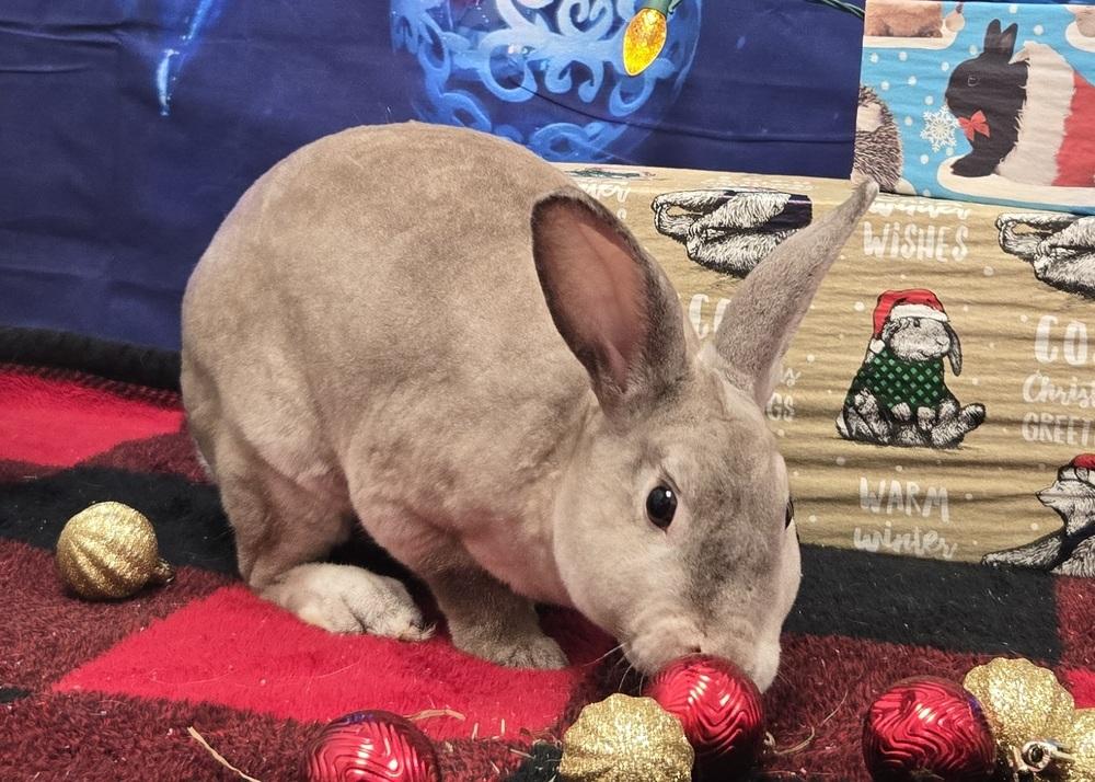 Enlarge Prancer, a Adoptable Rex in Westford, MA image 4/5