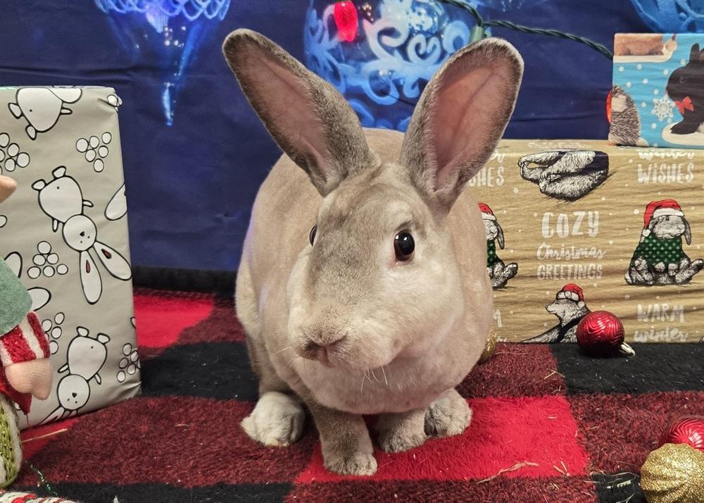 Enlarge Prancer, a Adoptable Rex in Westford, MA image 5/5