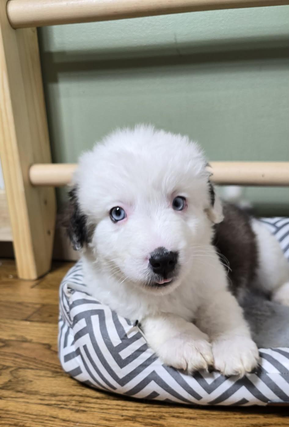 Enlarge Jerry, an adopted mixed breed in Grand Rapids, MI image 2/3