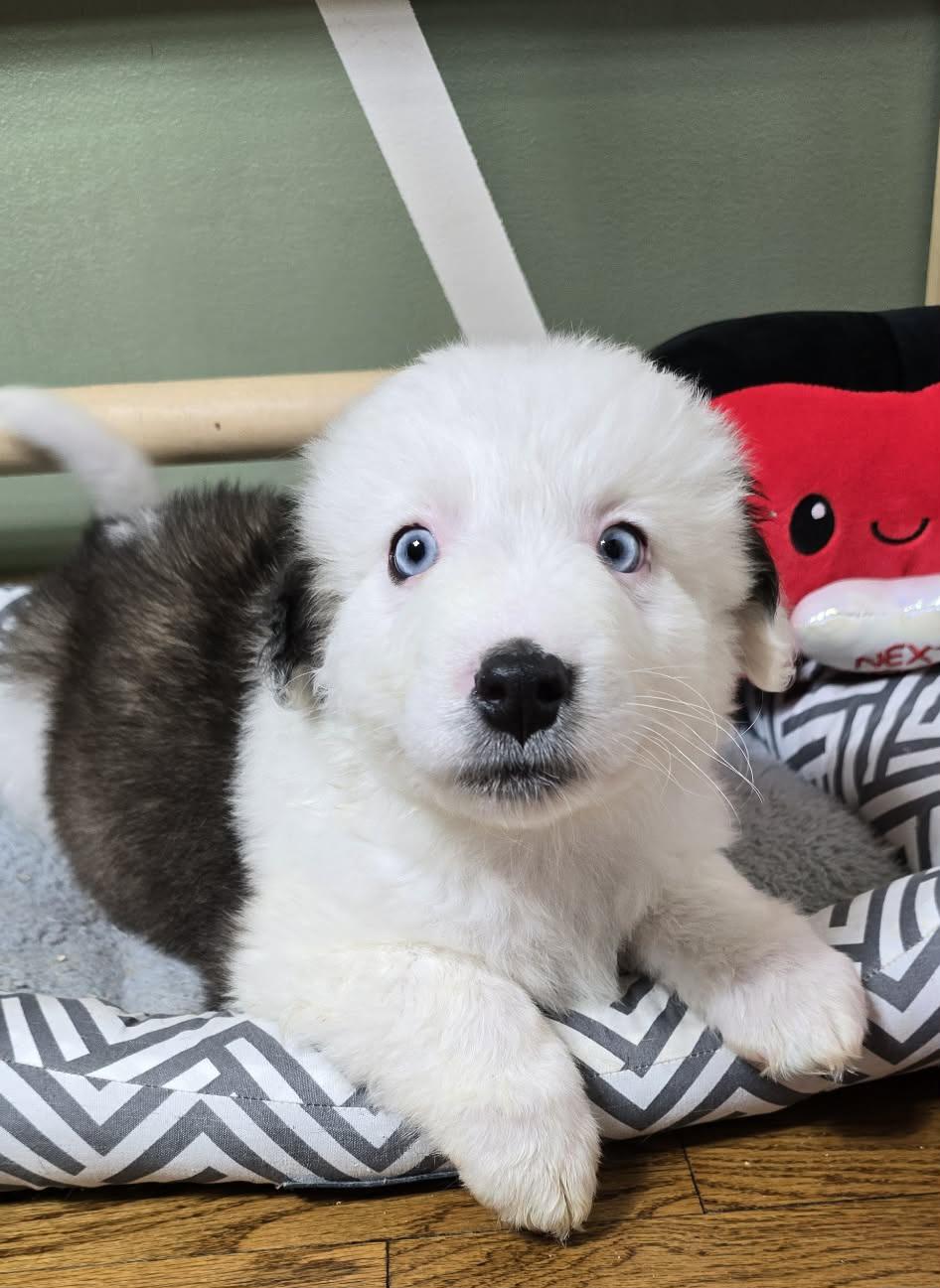 Enlarge Jerry, an adopted mixed breed in Grand Rapids, MI image 3/3