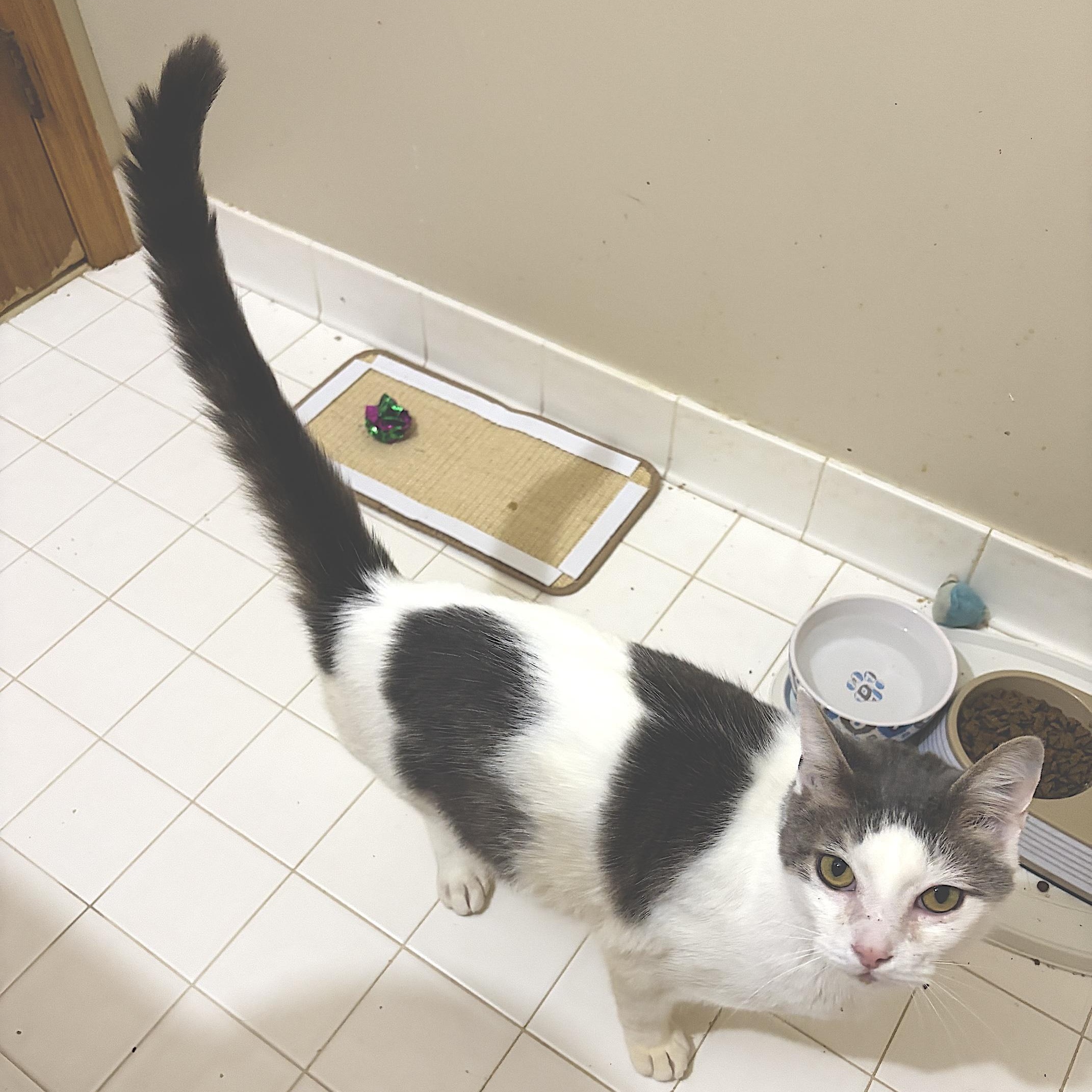 Enlarge Winston - COURTESY POST, a Adoptable Domestic Medium Hair in Fowlerville, MI image 1/1