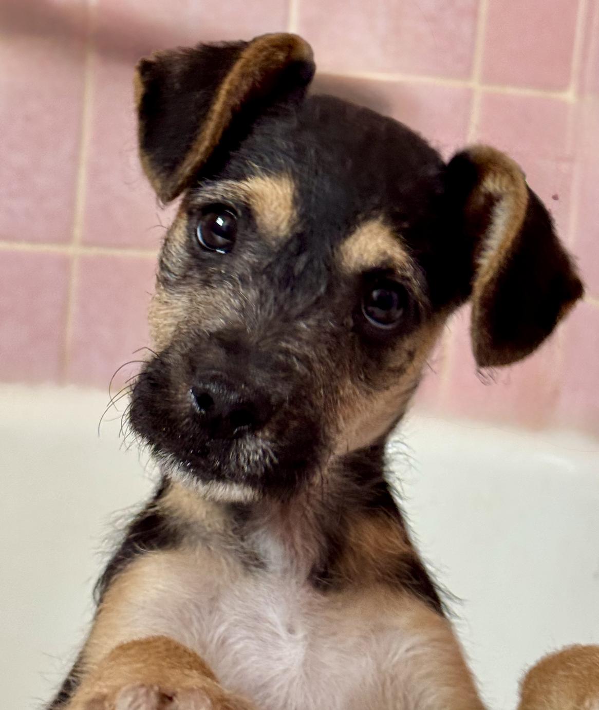 Nubby, adopted, Puppy Female Chihuahua & Terrier.