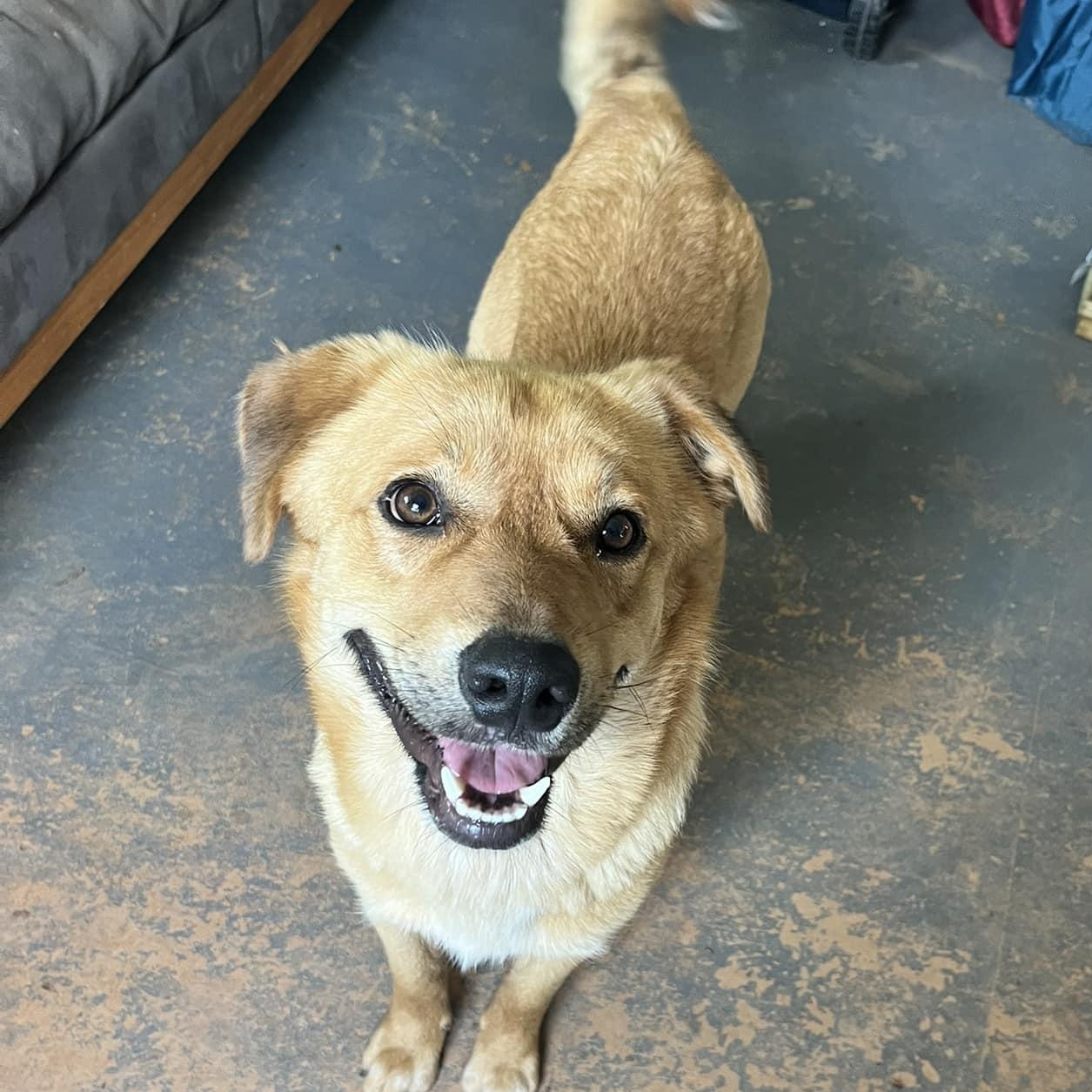 Elliott, Adult Male Yellow Labrador Retriever