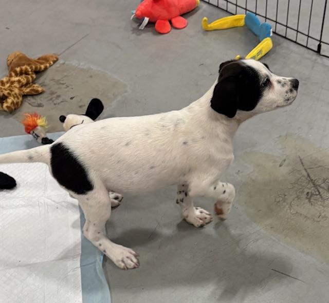 Enlarge Pooh & Piglet, a Adopted mixed breed in Cairo, GA image 4/4