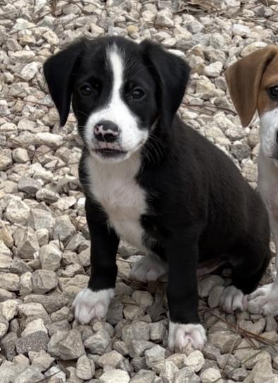 Pooh & Piglet, Adopted, Puppy Female Border Collie & Labrador Retriever.