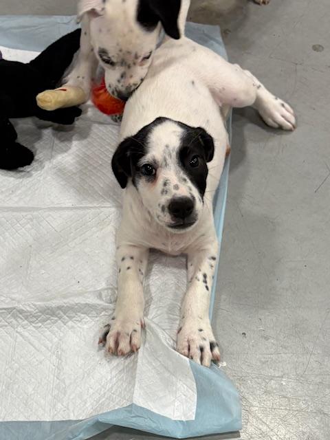 Enlarge Pooh & Piglet, a Adopted mixed breed in Cairo, GA image 2/4