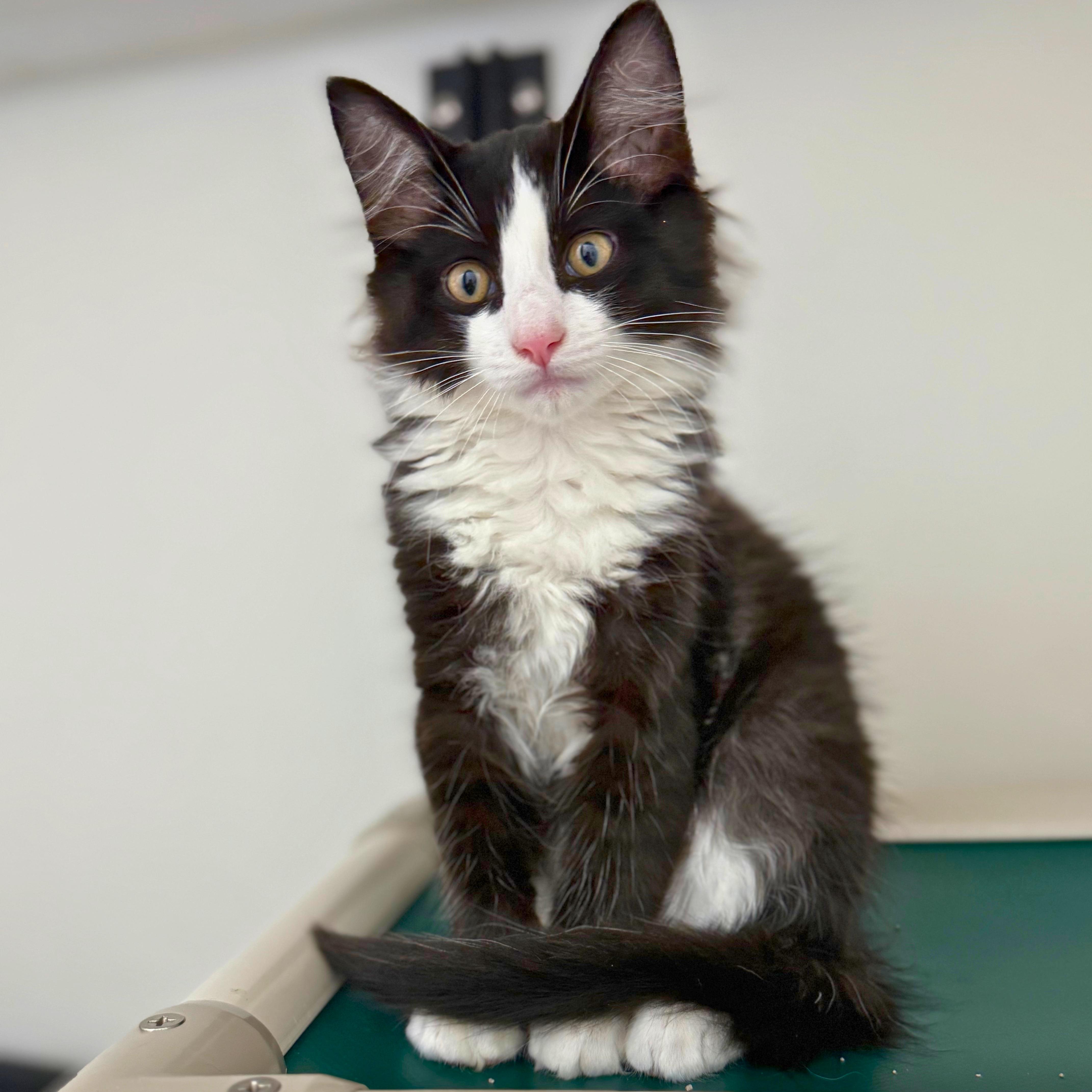 Milo, a Adoptable Domestic Medium Hair in Ridgway, CO image 5/5