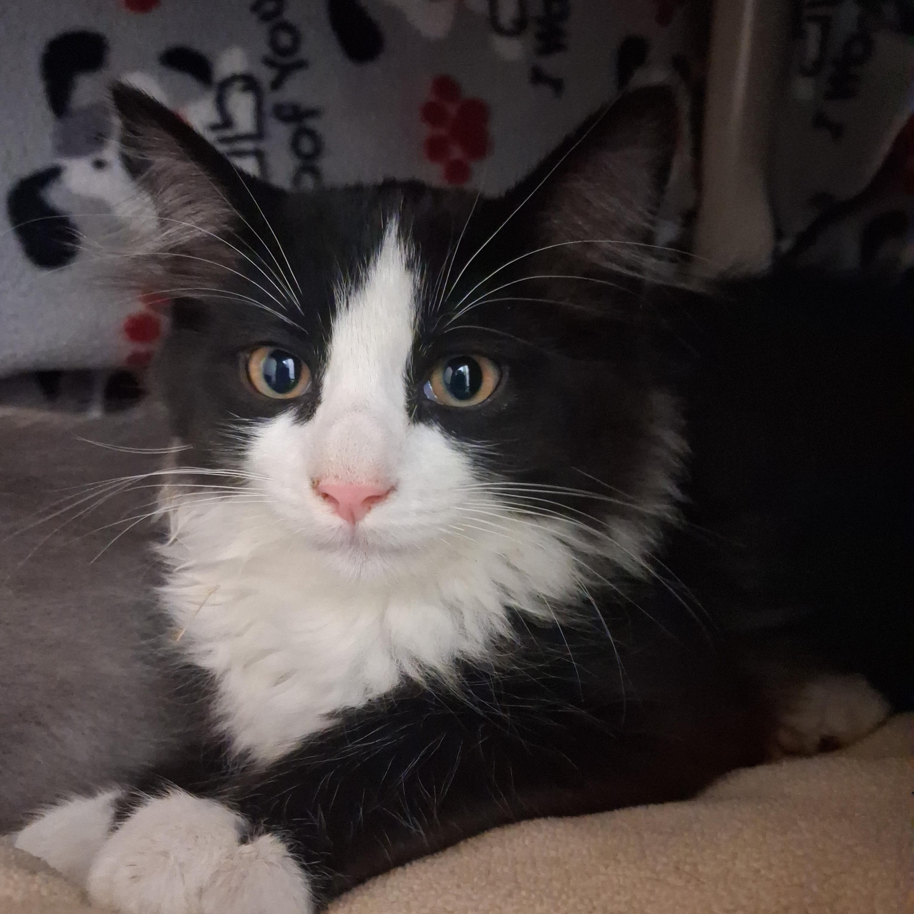 Milo, a Adoptable Domestic Medium Hair in Ridgway, CO image 2/5