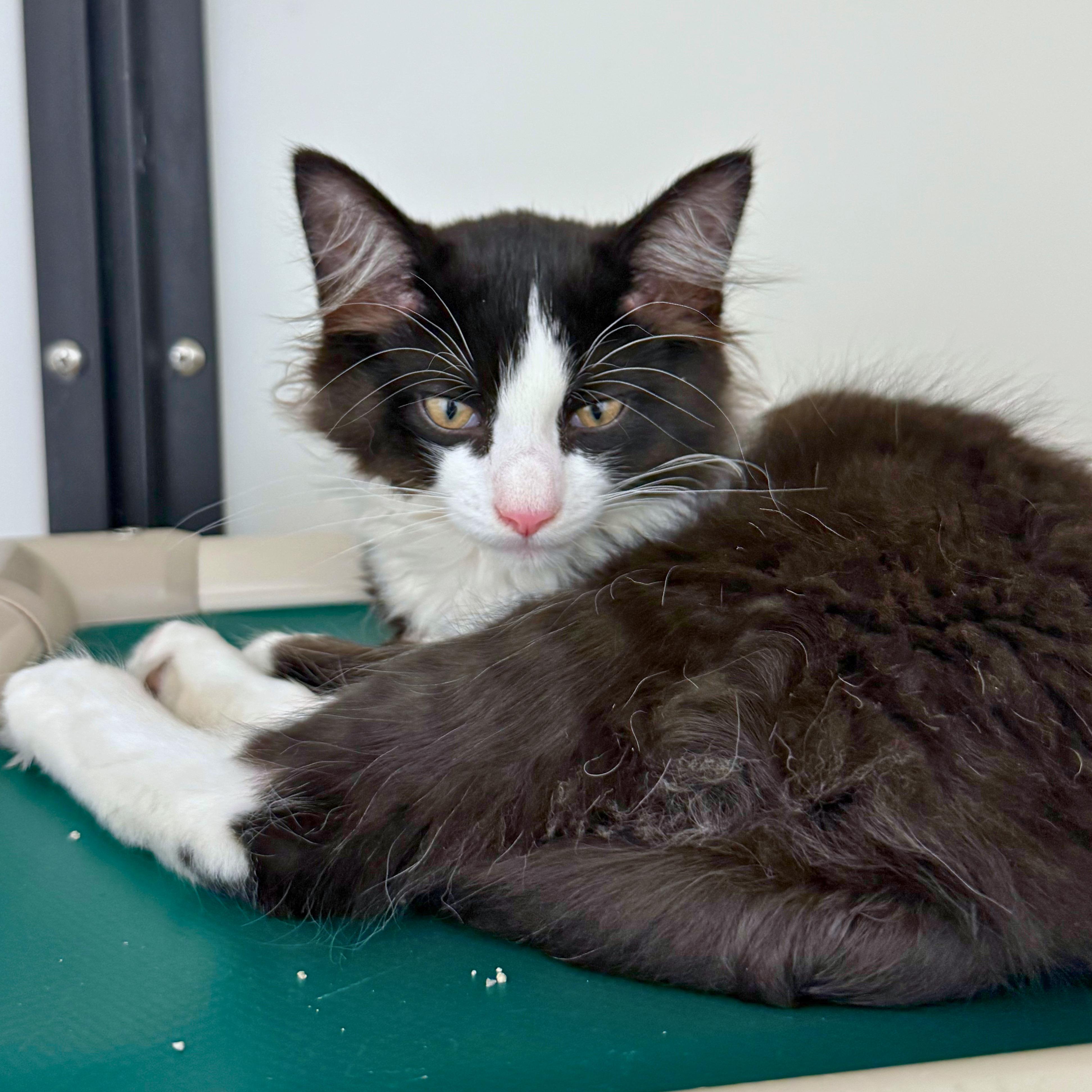 Milo, a Adoptable Domestic Medium Hair in Ridgway, CO image 3/5