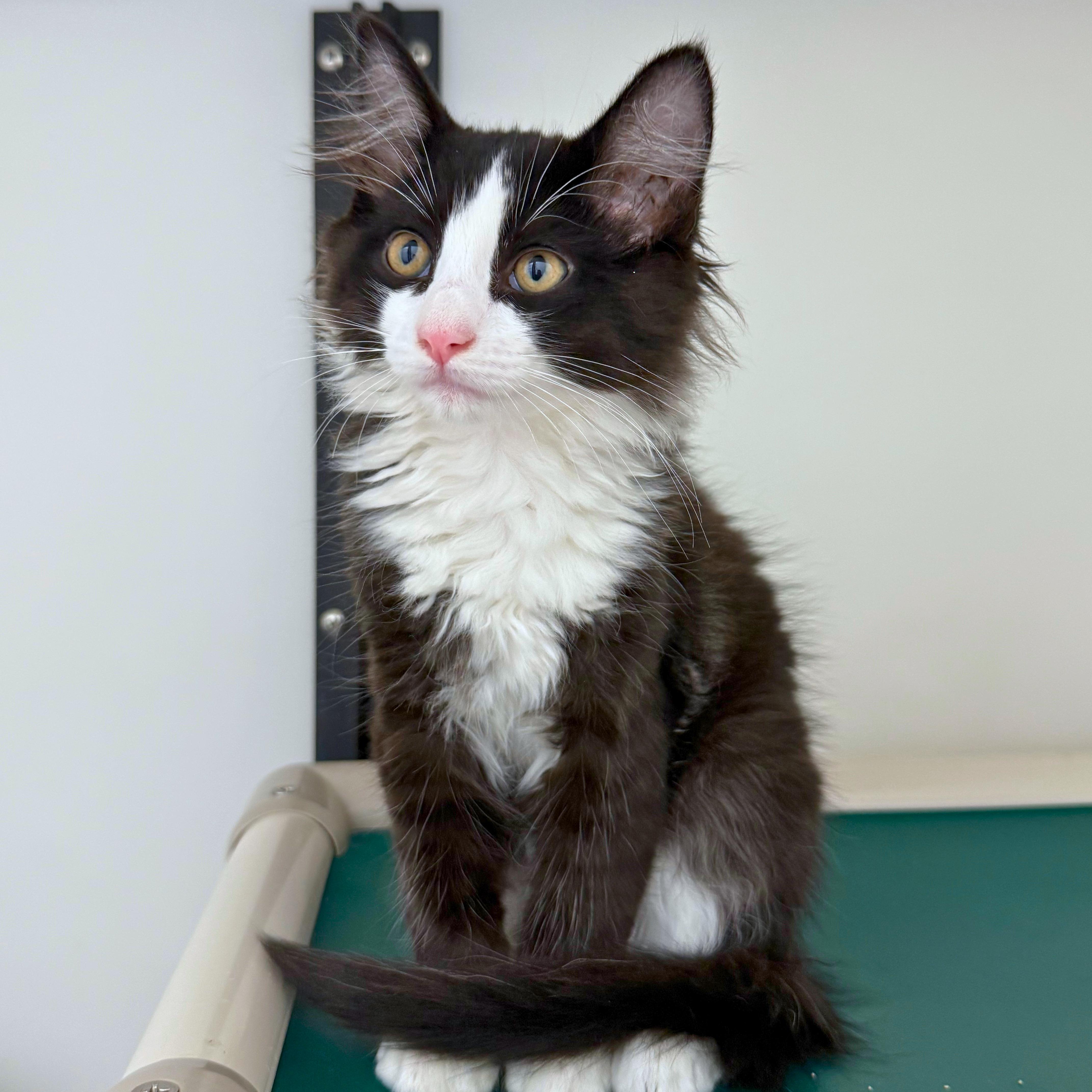 Milo, a Adoptable Domestic Medium Hair in Ridgway, CO image 1/5