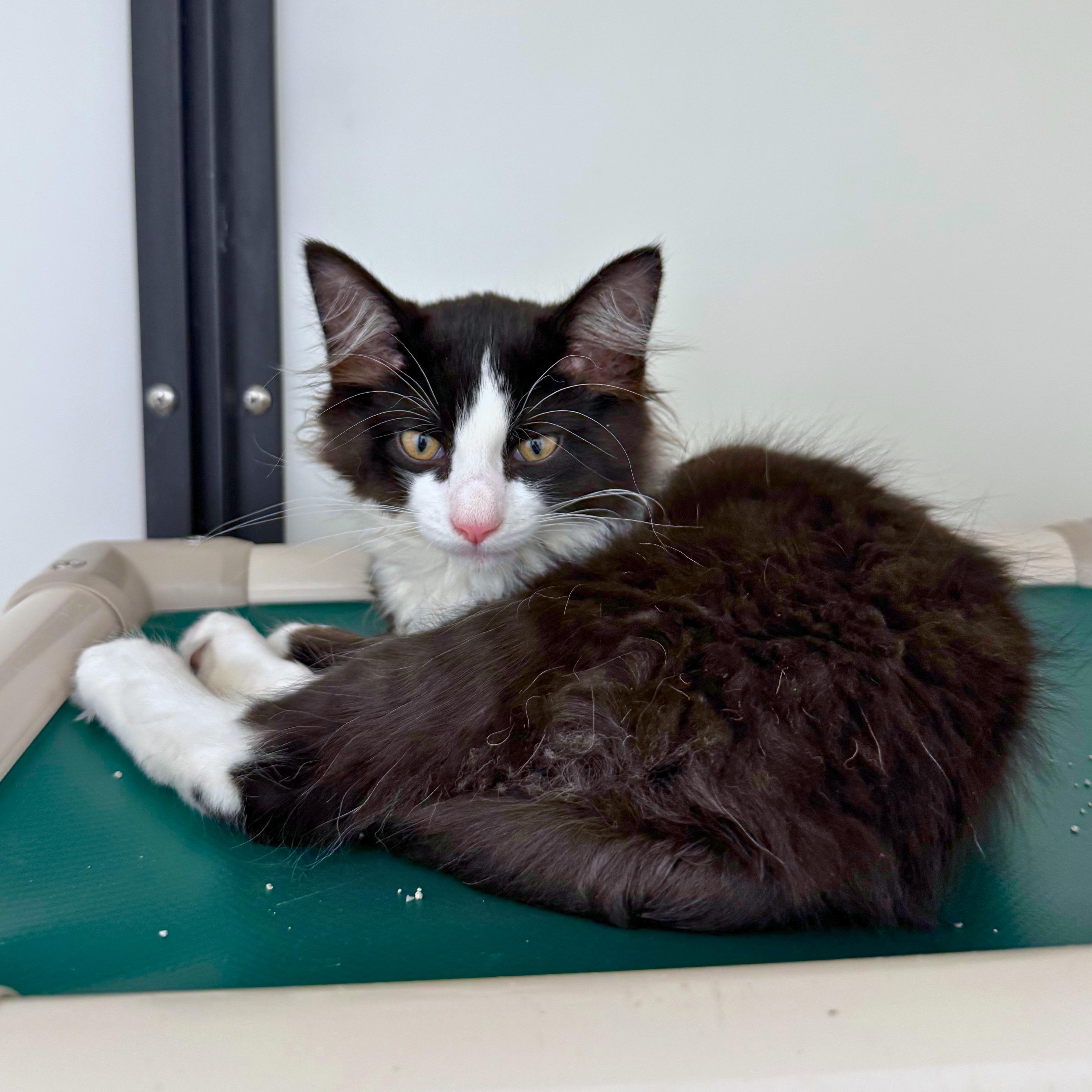 Milo, a Adoptable Domestic Medium Hair in Ridgway, CO image 4/5