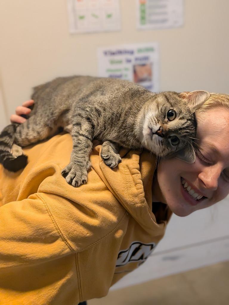 Misty, Adoptable, Adult Female Domestic Short Hair.
