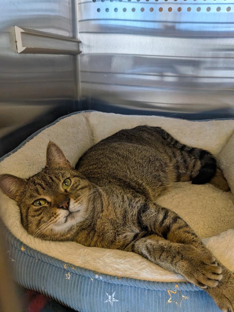 Misty, Adoptable, Adult Female Domestic Short Hair.