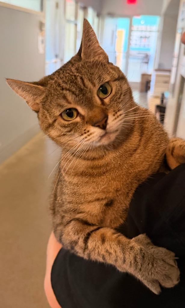 Enlarge Misty, a Adoptable mixed breed in Hyde Park, NY image 4/4