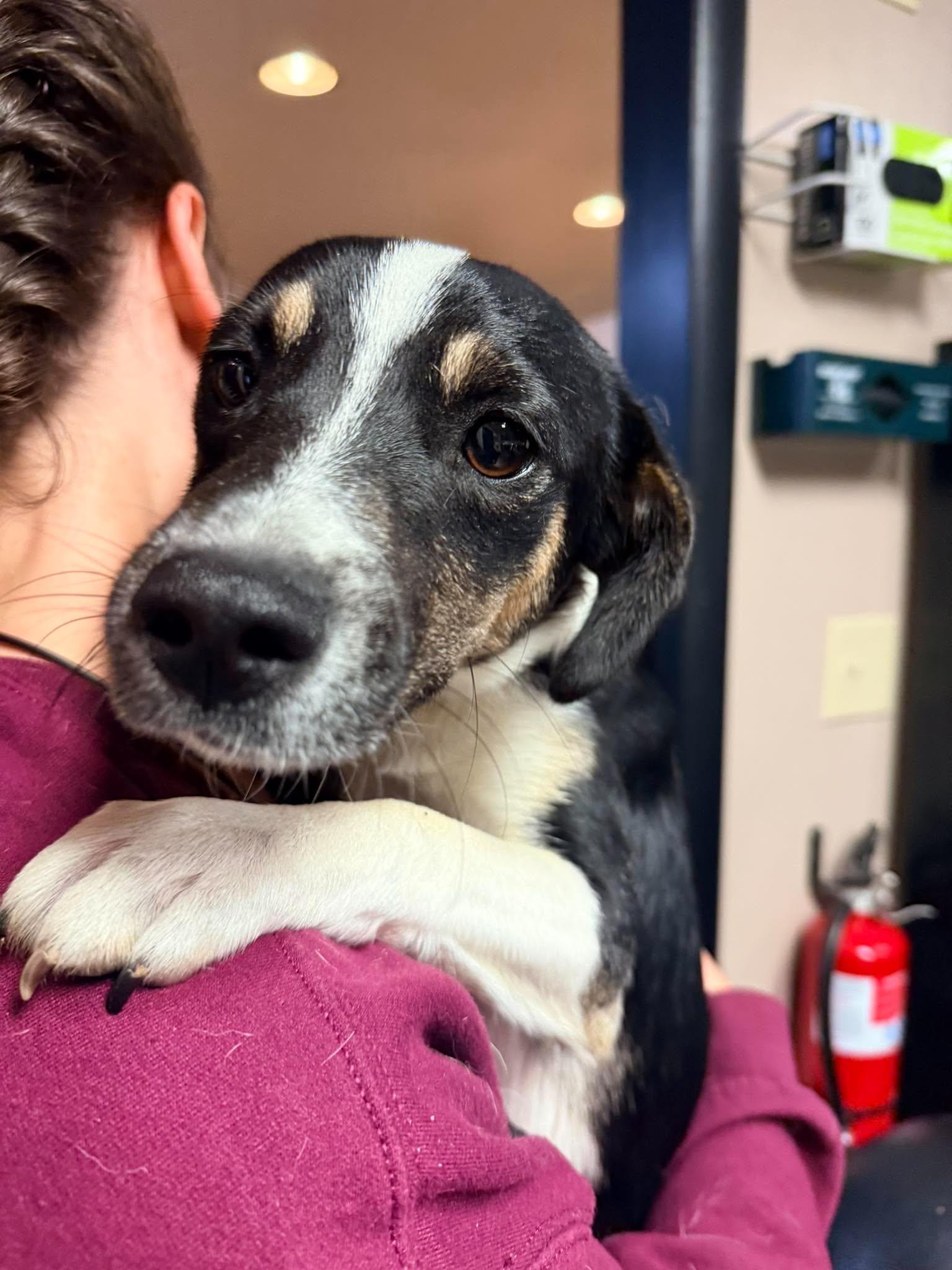 Smolder, a ADOPTABLE mixed breed in Richmond, KY image 3/3
