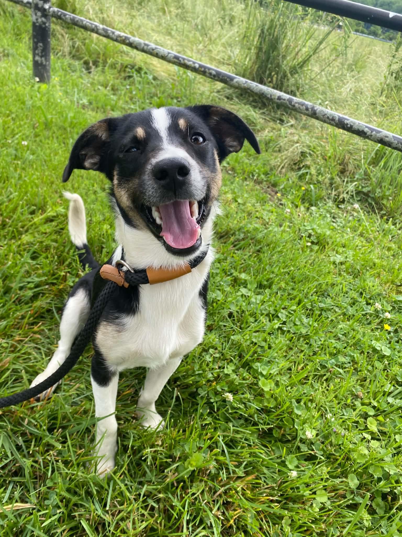 Smolder, ADOPTABLE, Young Male Beagle.