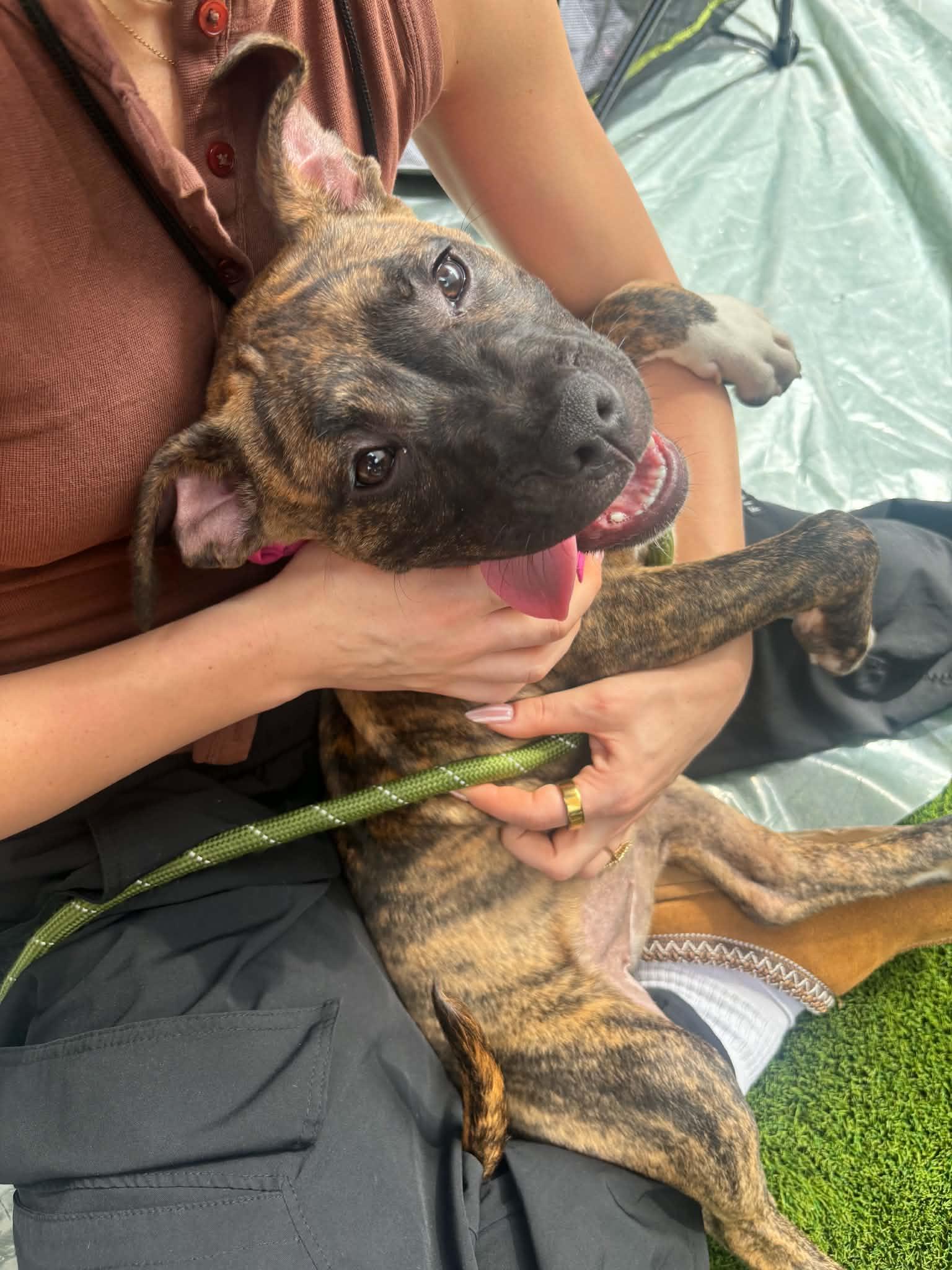 Latte- In Foster, Adoptable, Young Female American Bulldog.