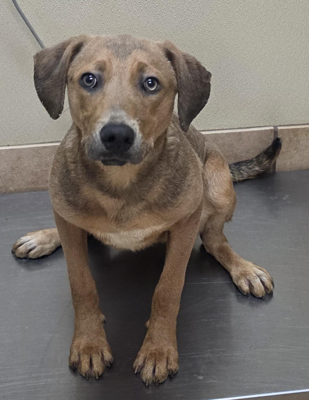 Enlarge Joe, a Adoptable mixed breed in Brainerd, MN image 1/1