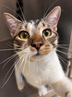 Enlarge Vixen (Sponsored), a Adoptable mixed breed in Clyde, MI image 1/1