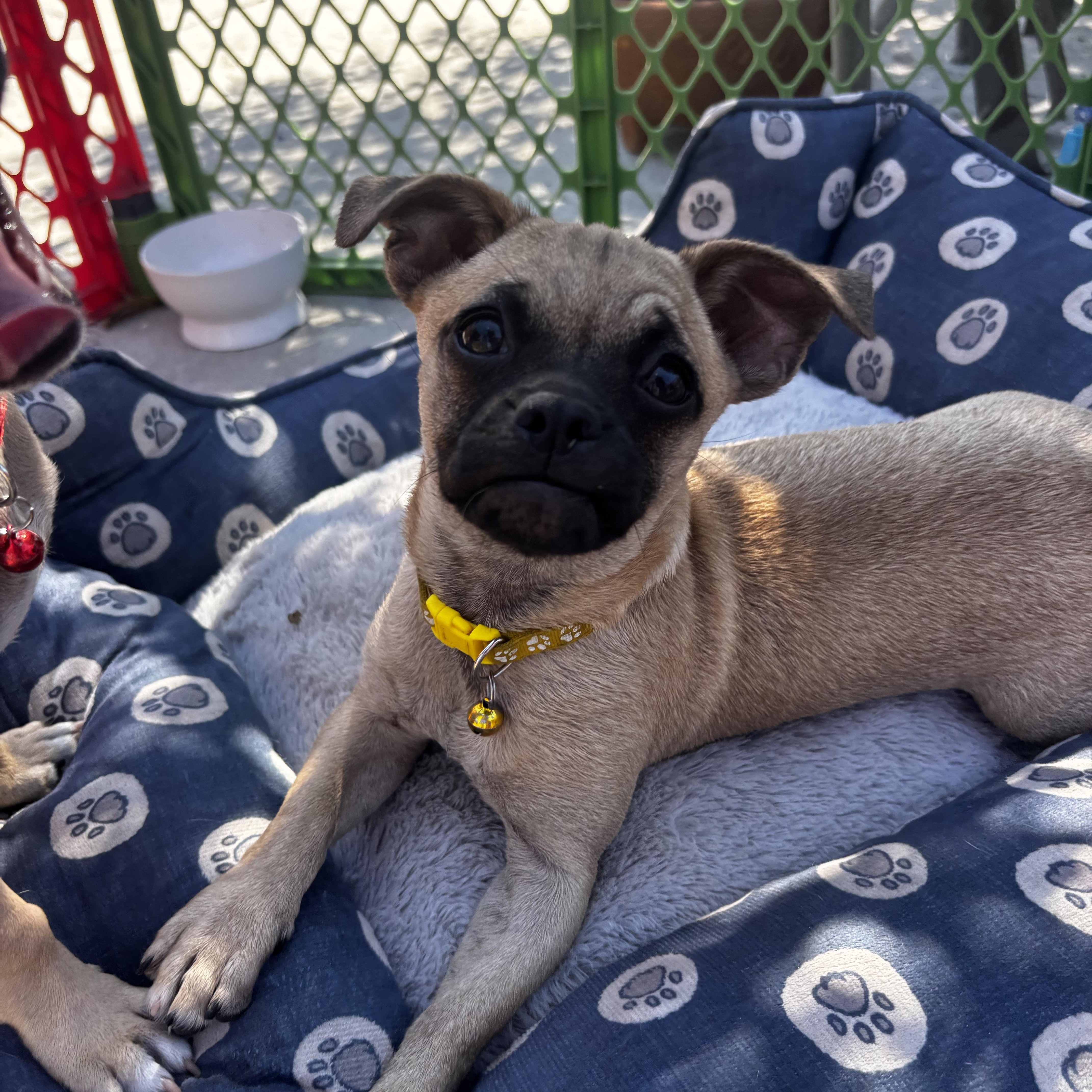 Rue, an adopted mixed breed in Seal Beach, CA image 3/6
