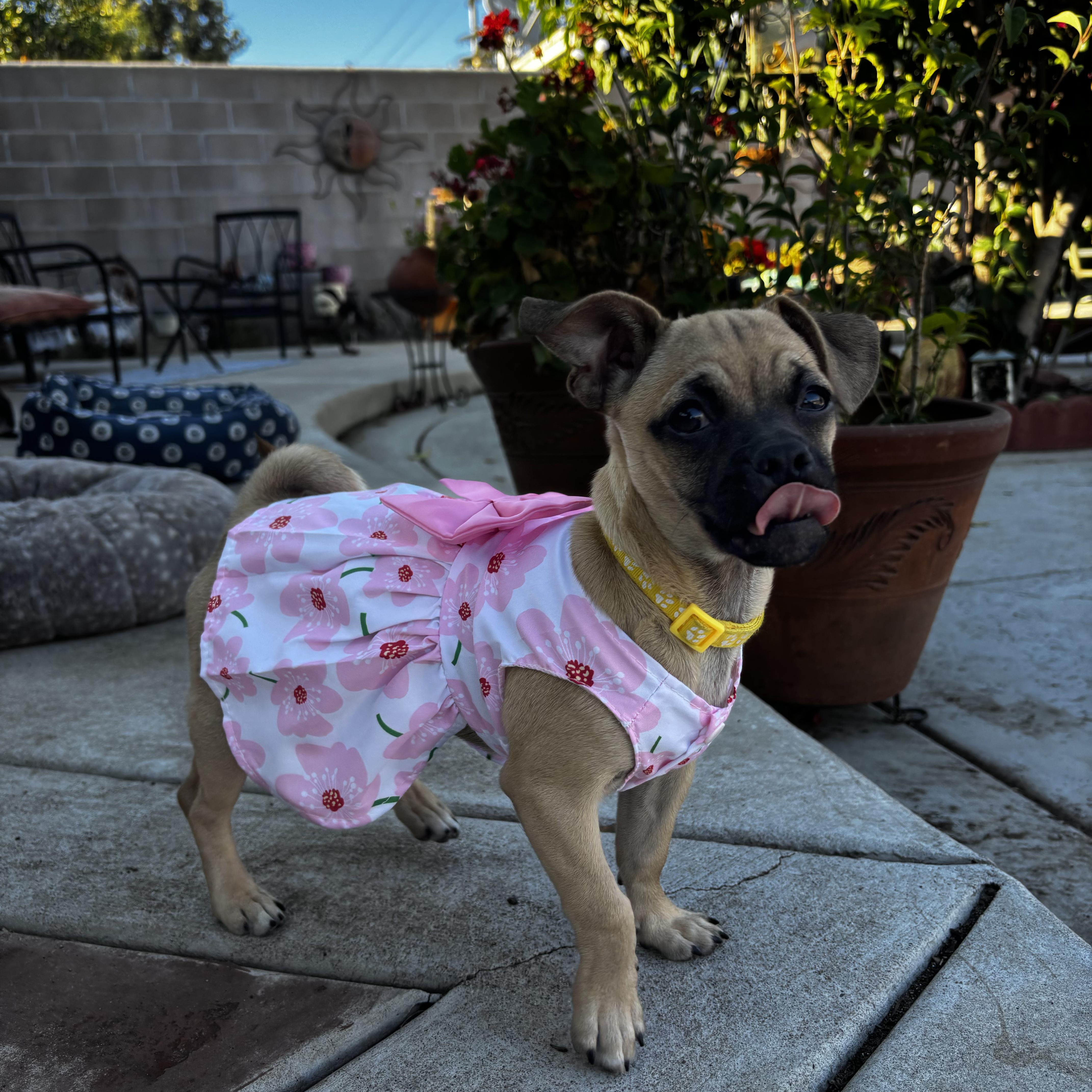 Rue, an adopted mixed breed in Seal Beach, CA image 5/6