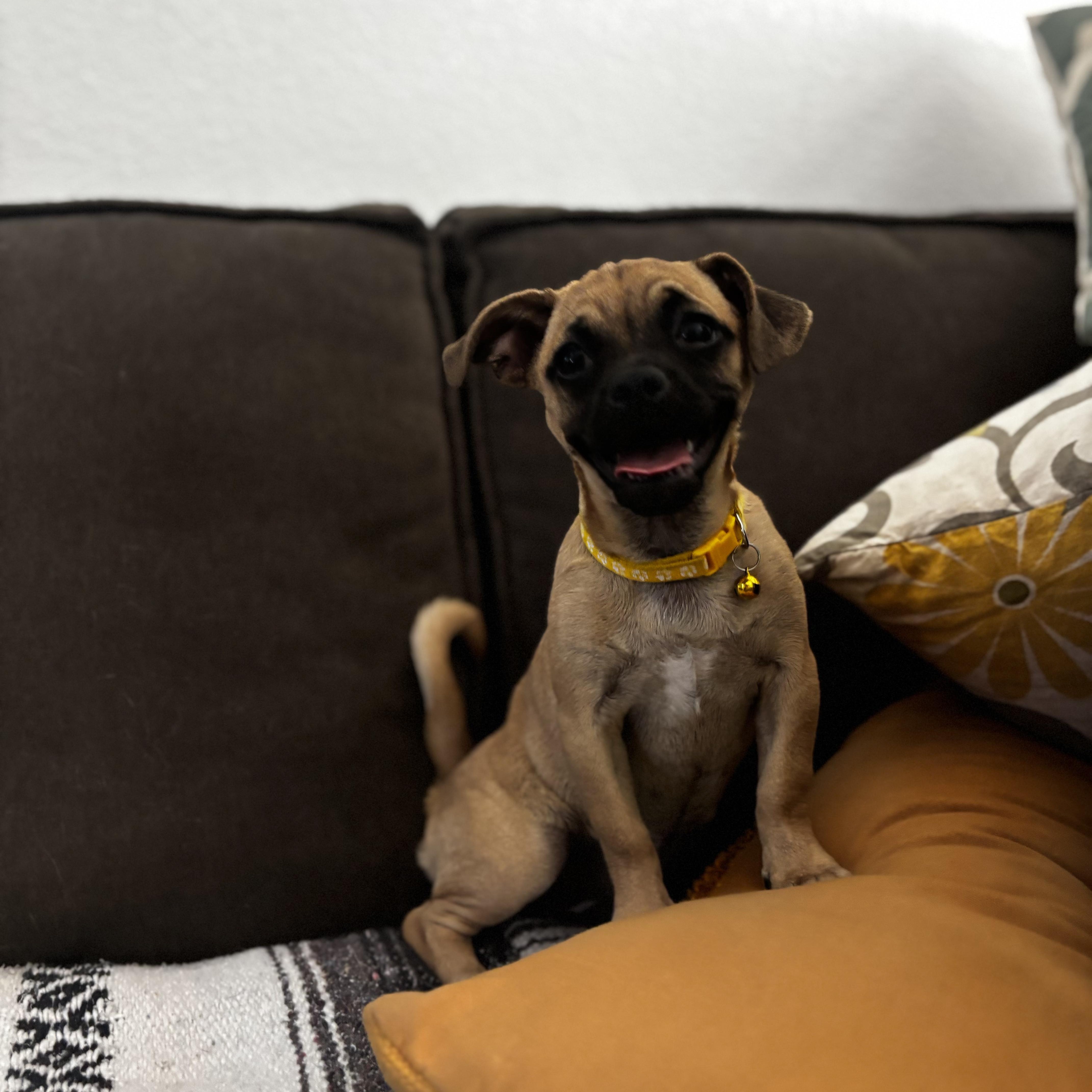 Rue, an adopted mixed breed in Seal Beach, CA image 2/6